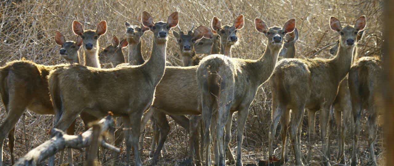 Baluran National Park Situbondo – Location and Natural Charm