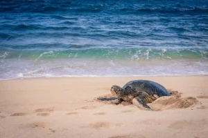 Sukamade Turtle Tour