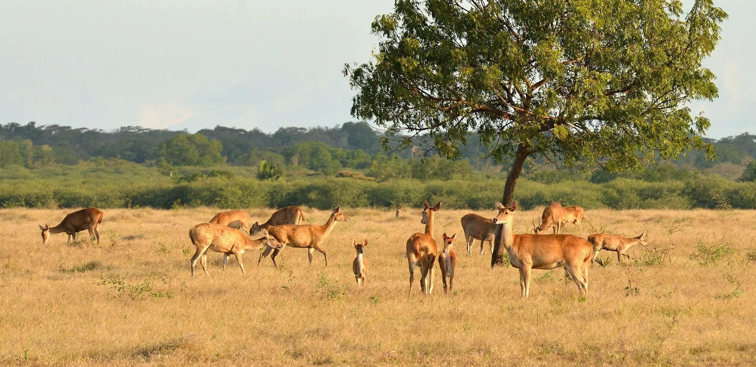 Taman Nasional Baluran