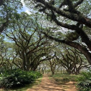 De Djawatan Forest & Baluran Trip