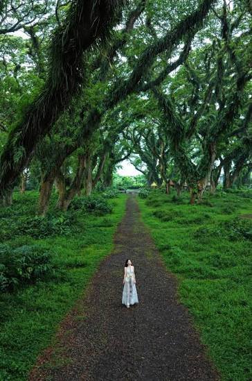 De Djawatan Forest & Baluran Trip